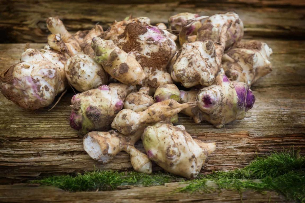 Jerusalem Artichoke Plant Starting Tips