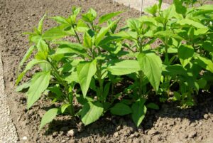 Jerusalem artichoke plant starting