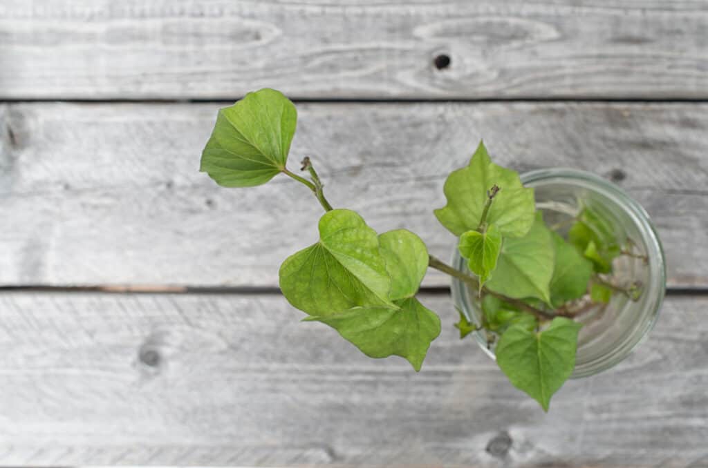 Sweet potato cutting rooted in water