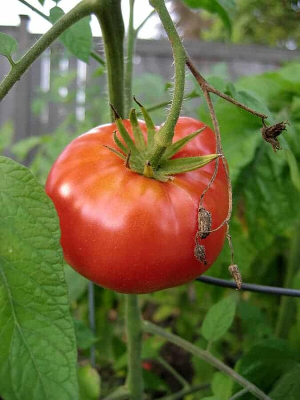 Best Tomatoes to Grow in Cool and Cold Weather Harvest to Table