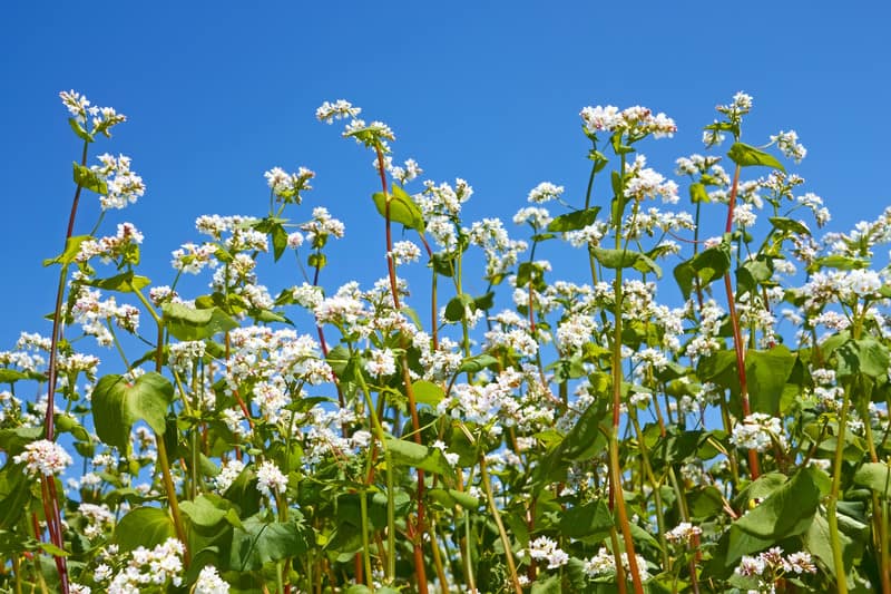 Cover Crop Buckwheat