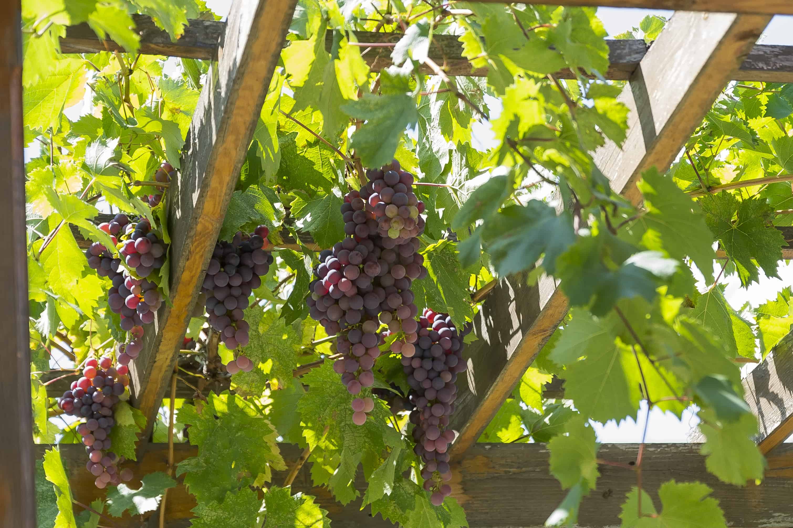 Grow backyard grapes