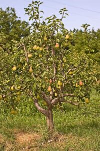 Growing pear trees