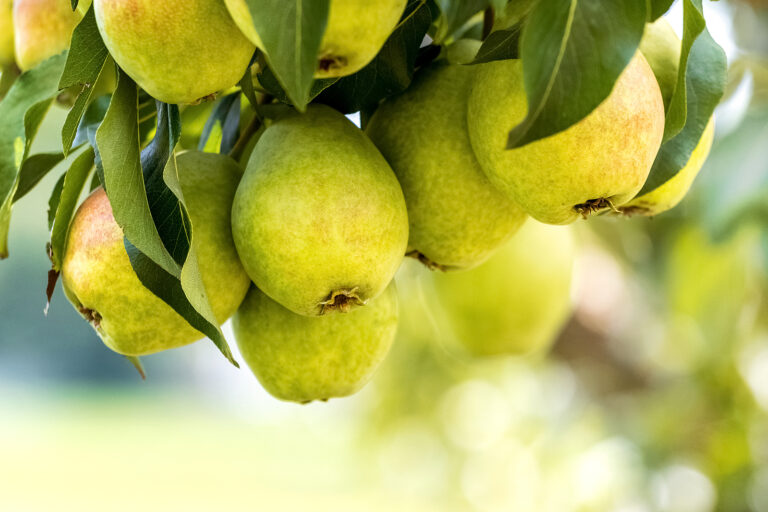 Ripe pears on a tree