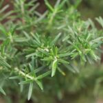 Rosemary 2