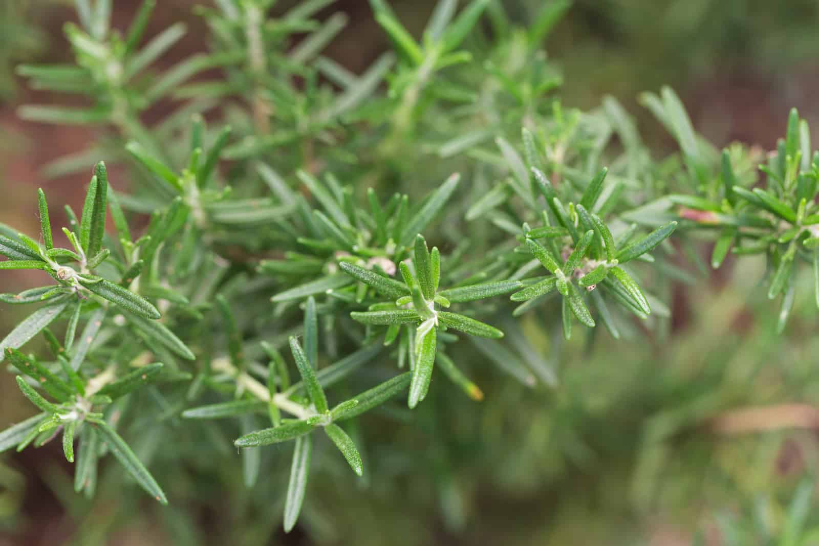 How to Plant, Grow, and Harvest Rosemary - Harvest to Table