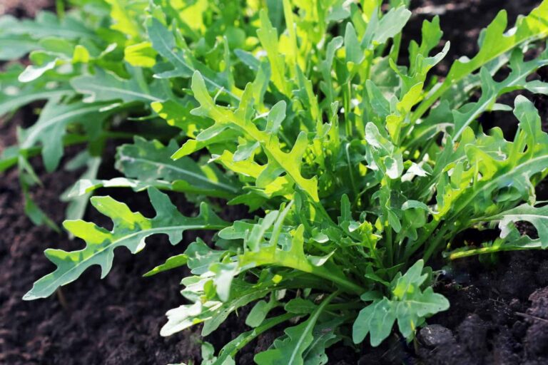 Arugula leaves