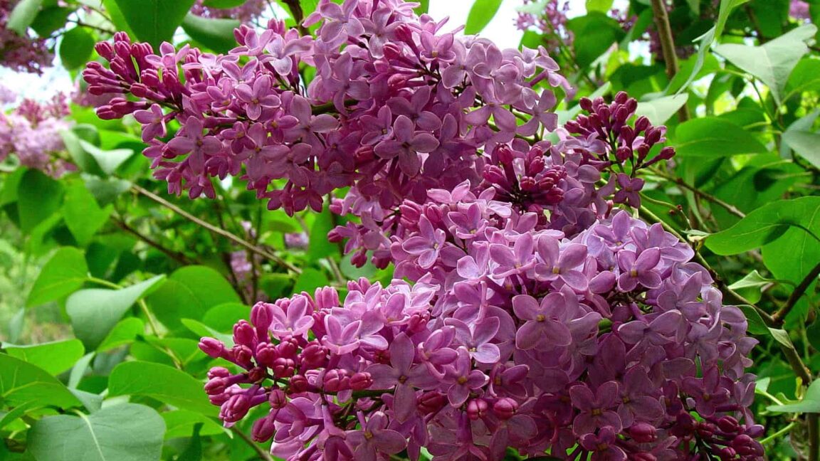 Epsom Salt, Tomato, and Pepper Growing Harvest to Table