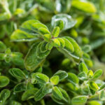 Oregano leaves