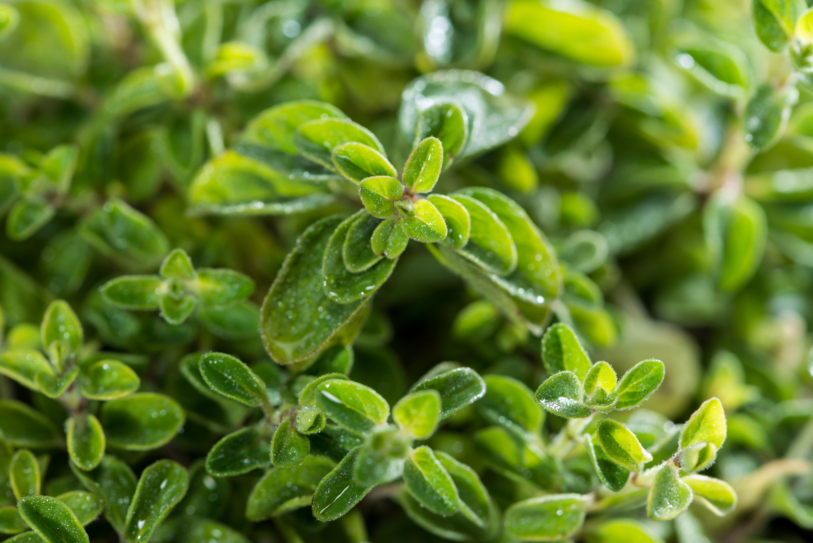 How to Plant, Grow, and Harvest Oregano - Harvest to Table