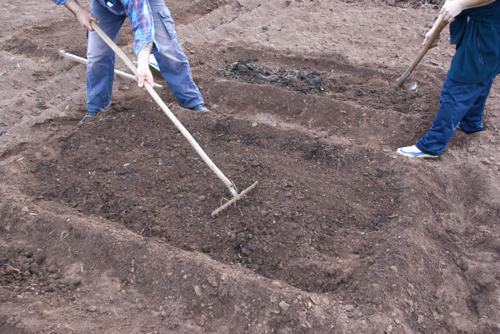 Raking the soil