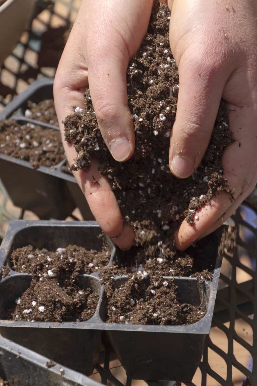 Vegetable Seed Germination