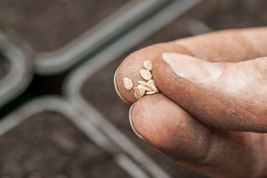 Tomato seeds germination