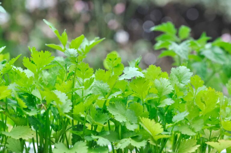 Chervil 2