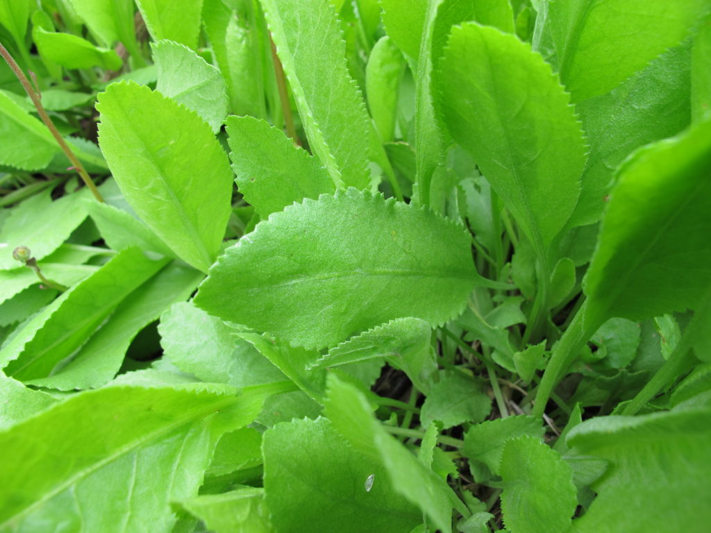Costmary leaves