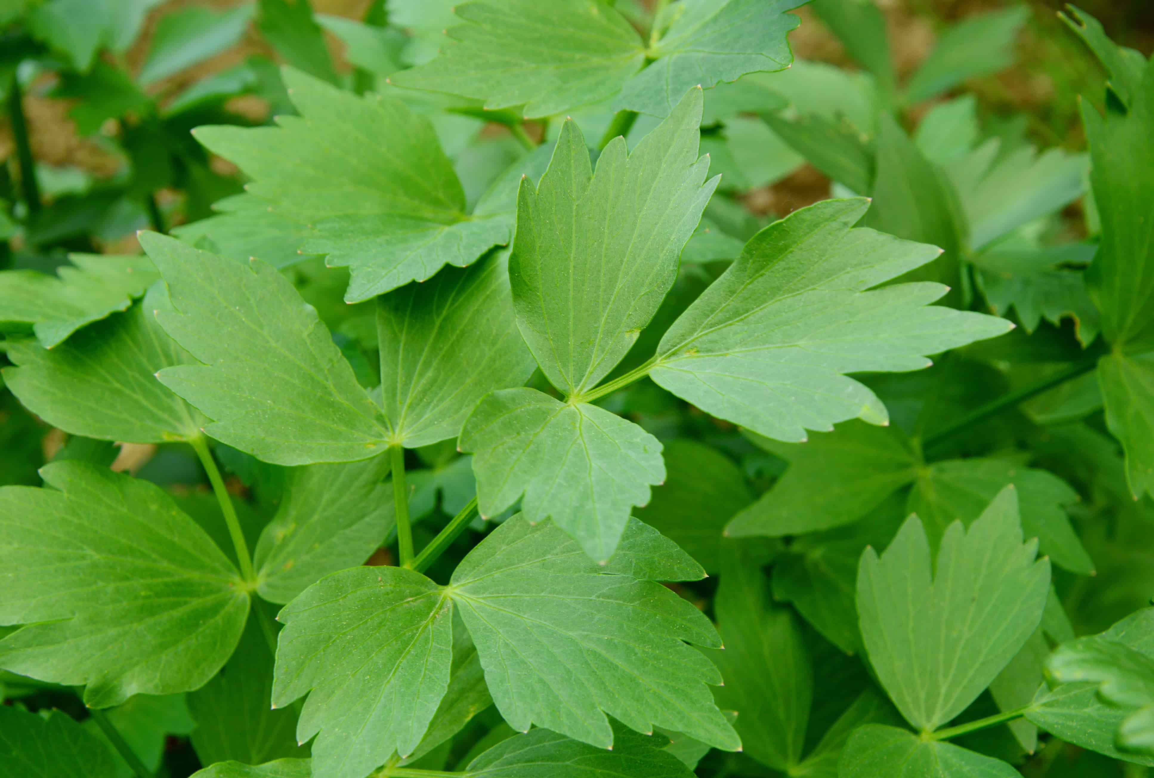 The Basic Principles Of How To Sow Lovage Seeds 