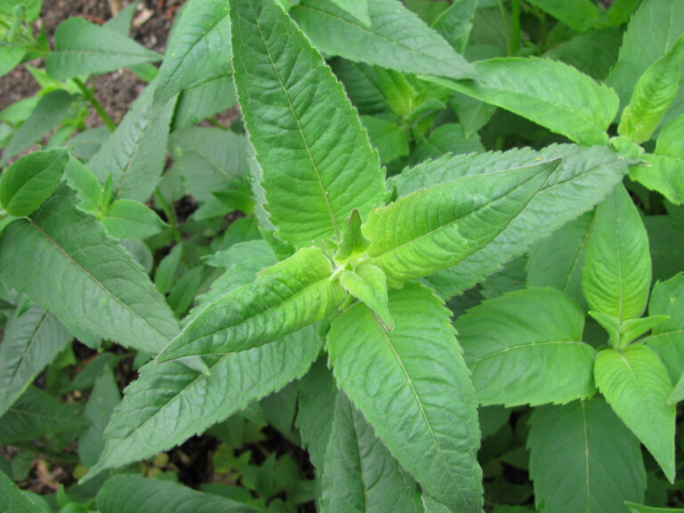 Monarda--bee balm leaves
