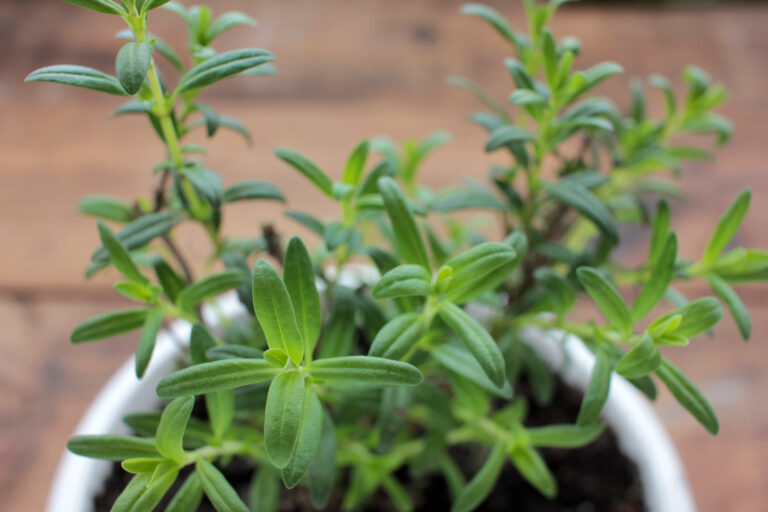 Hyssop, Hyssop officinalis