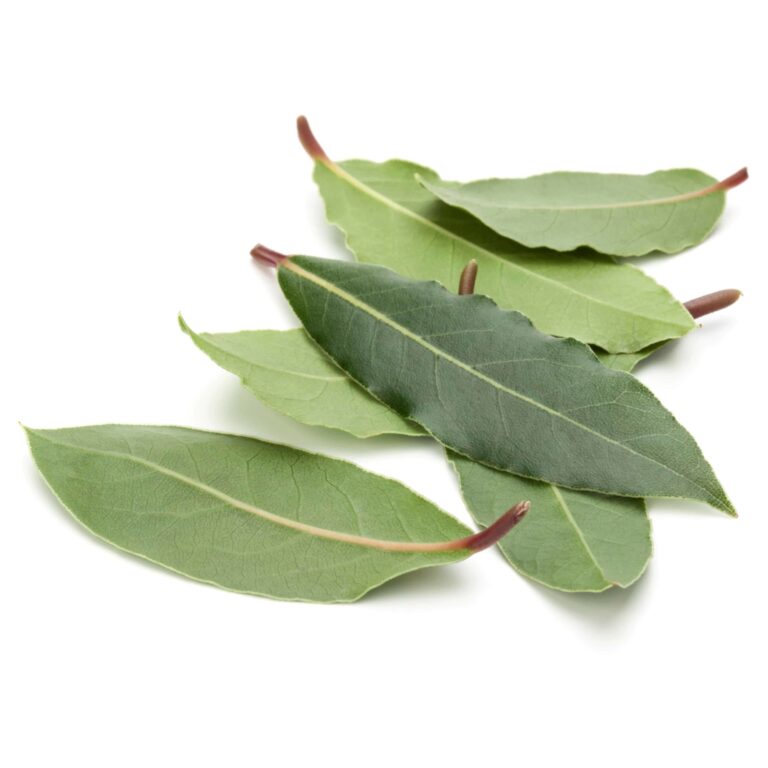 bigstock Aromatic bay leaves isolated o 306733834