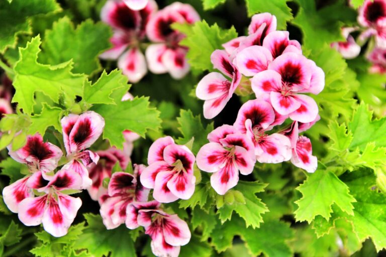 bigstock Beautiful And Scented Geranium 305983726