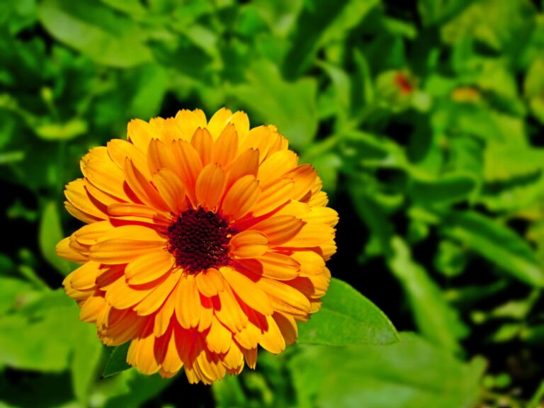 bigstock Calendula marigold Flower 279476512