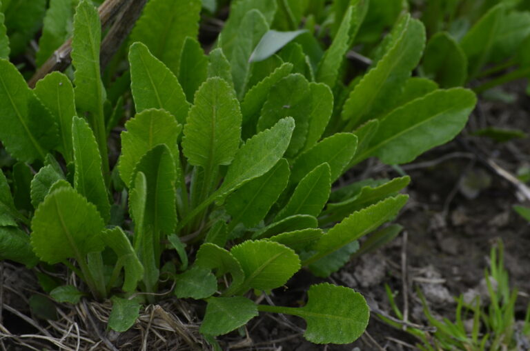 Costmary plant