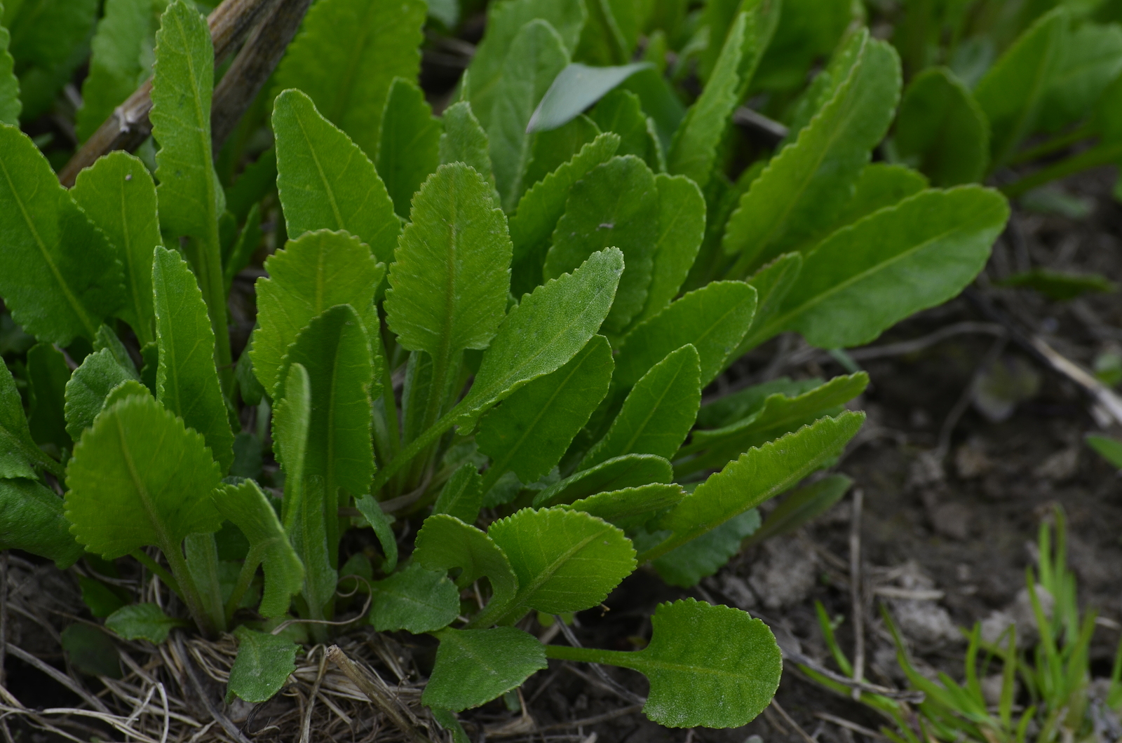 Costmary plant
