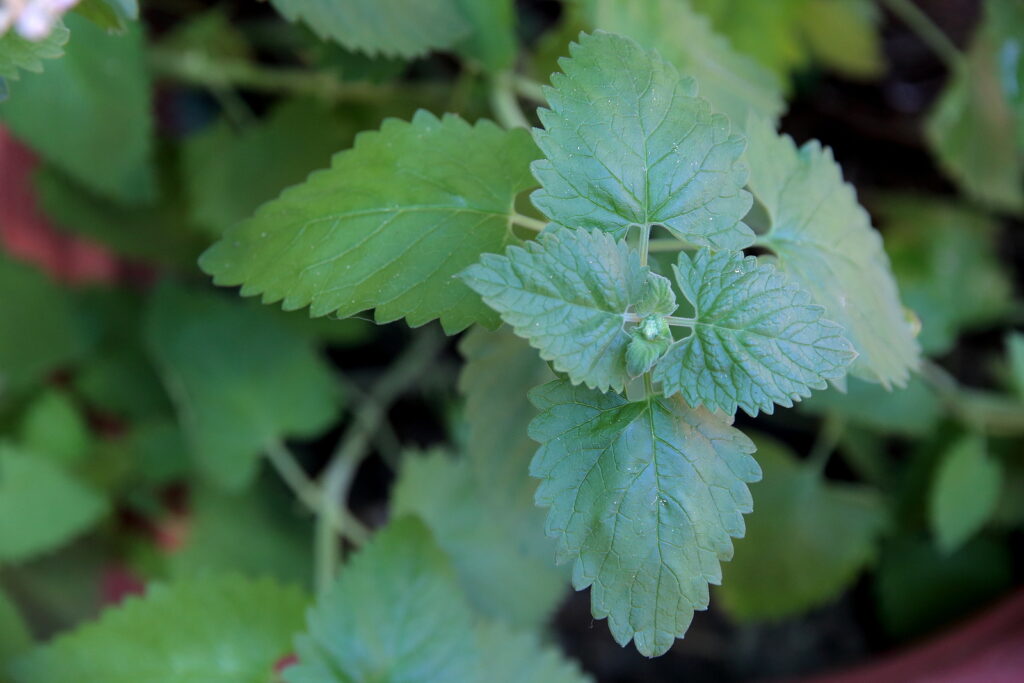Nepeta cataria