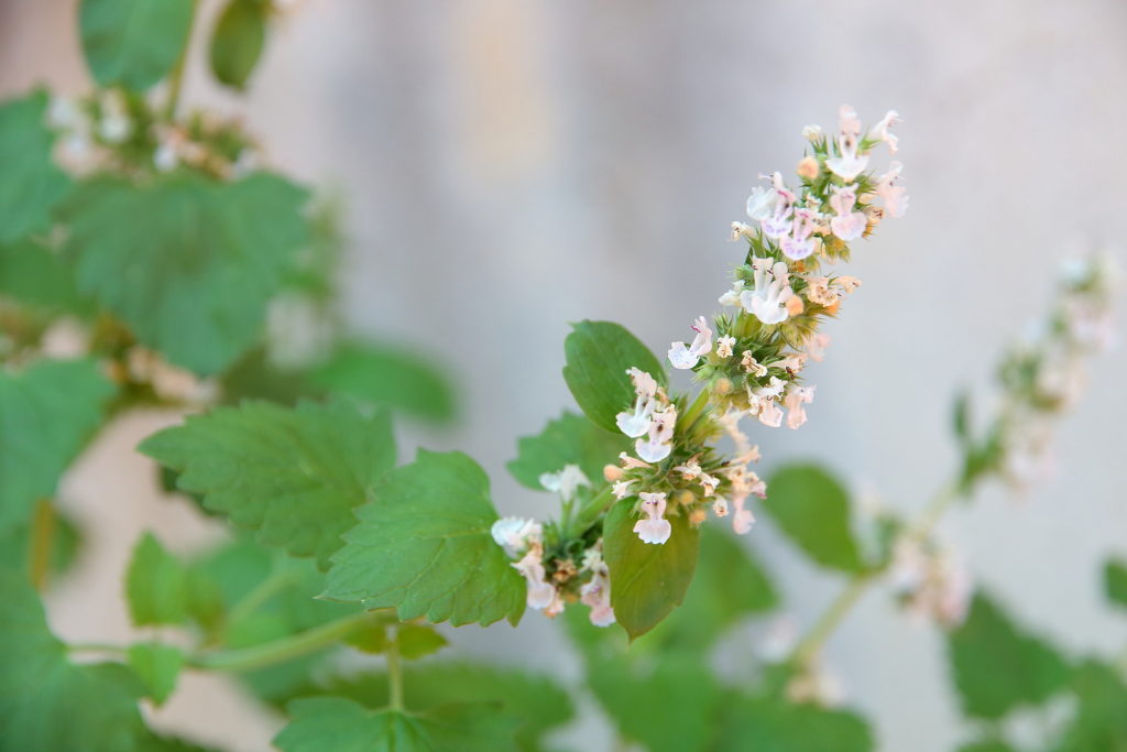 Nepeta cataria