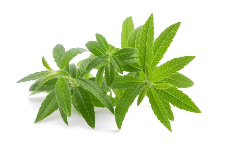 bigstock Lemon Verbena Isolated On A Wh 277276216