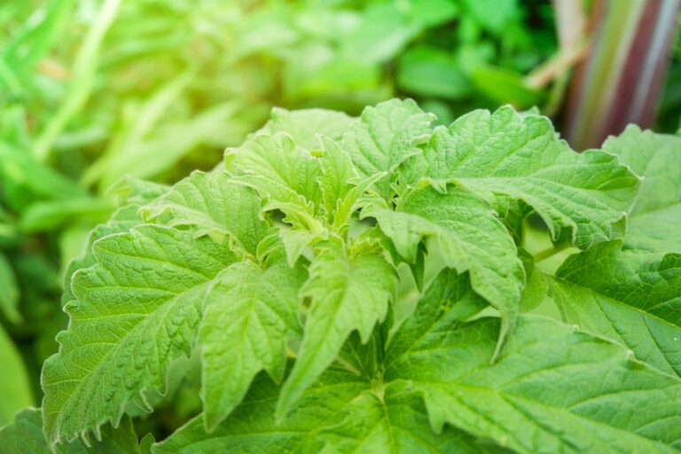 bigstock Perilla Leaves Egoma Green S 292884277