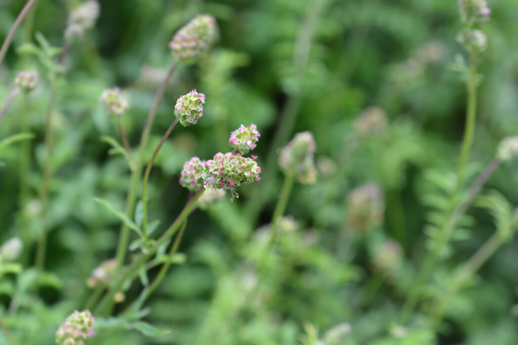 How to Plant, Grow, and Harvest Salad Burnet - Harvest to Table