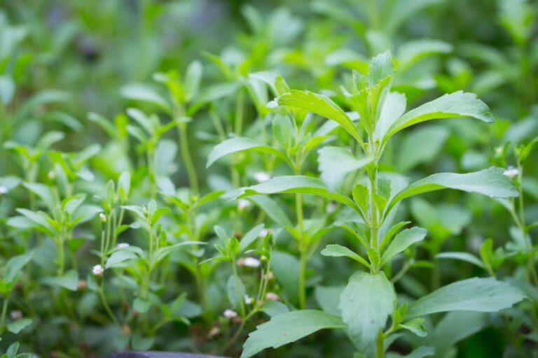 bigstock Stevia Stevia Rebaudiana Bert 180844294