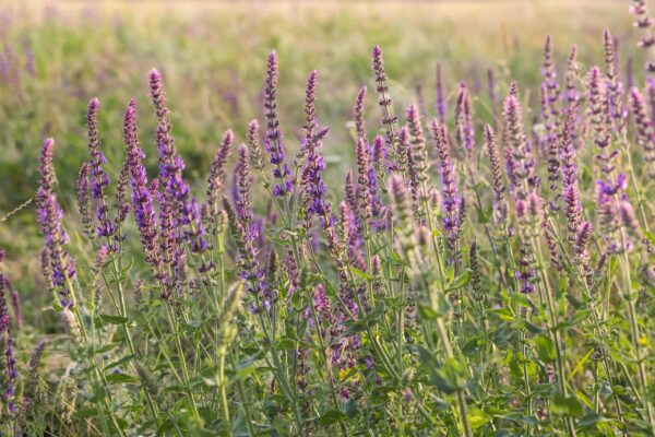 How to Plant, Grow, and Harvest Clary - Harvest to Table