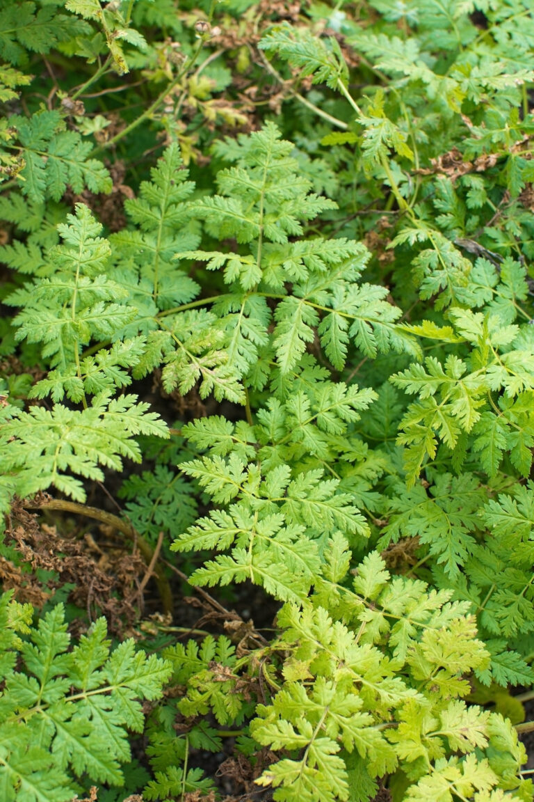 Sweet cicely leaves