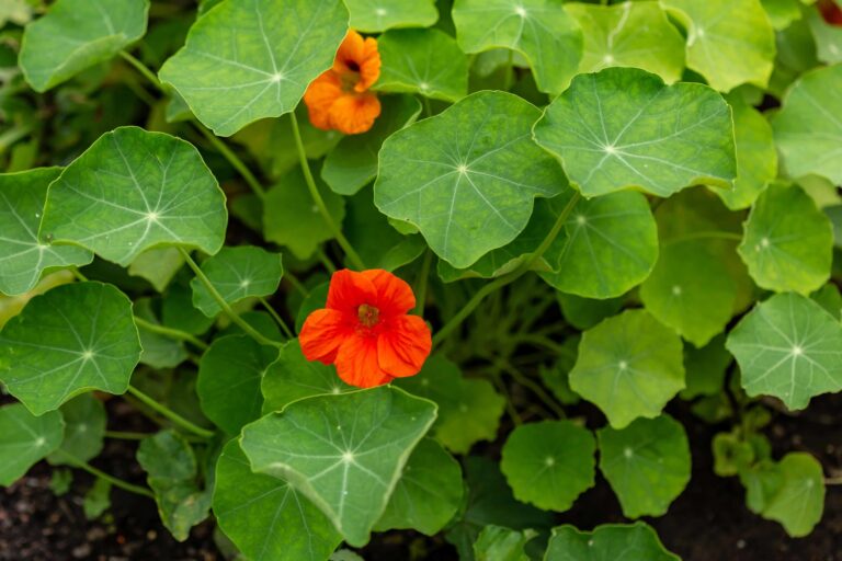 bigstock Two Nasturtium Blossoms Surrou 308685904