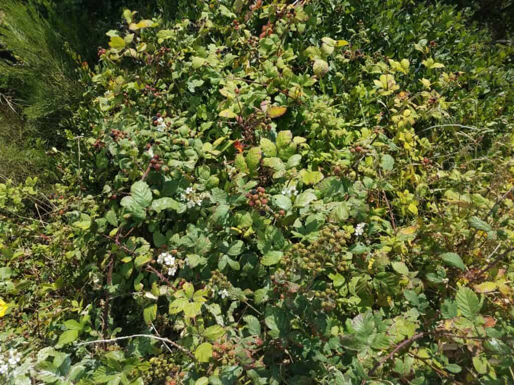 blackberry bush