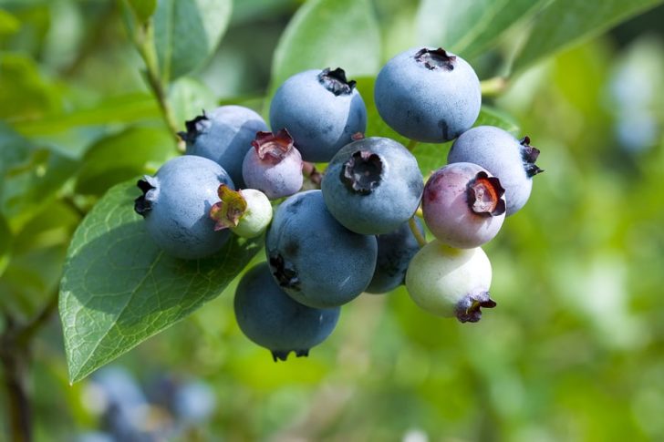 Harvest to Table - A practical guide to food in the garden and market.