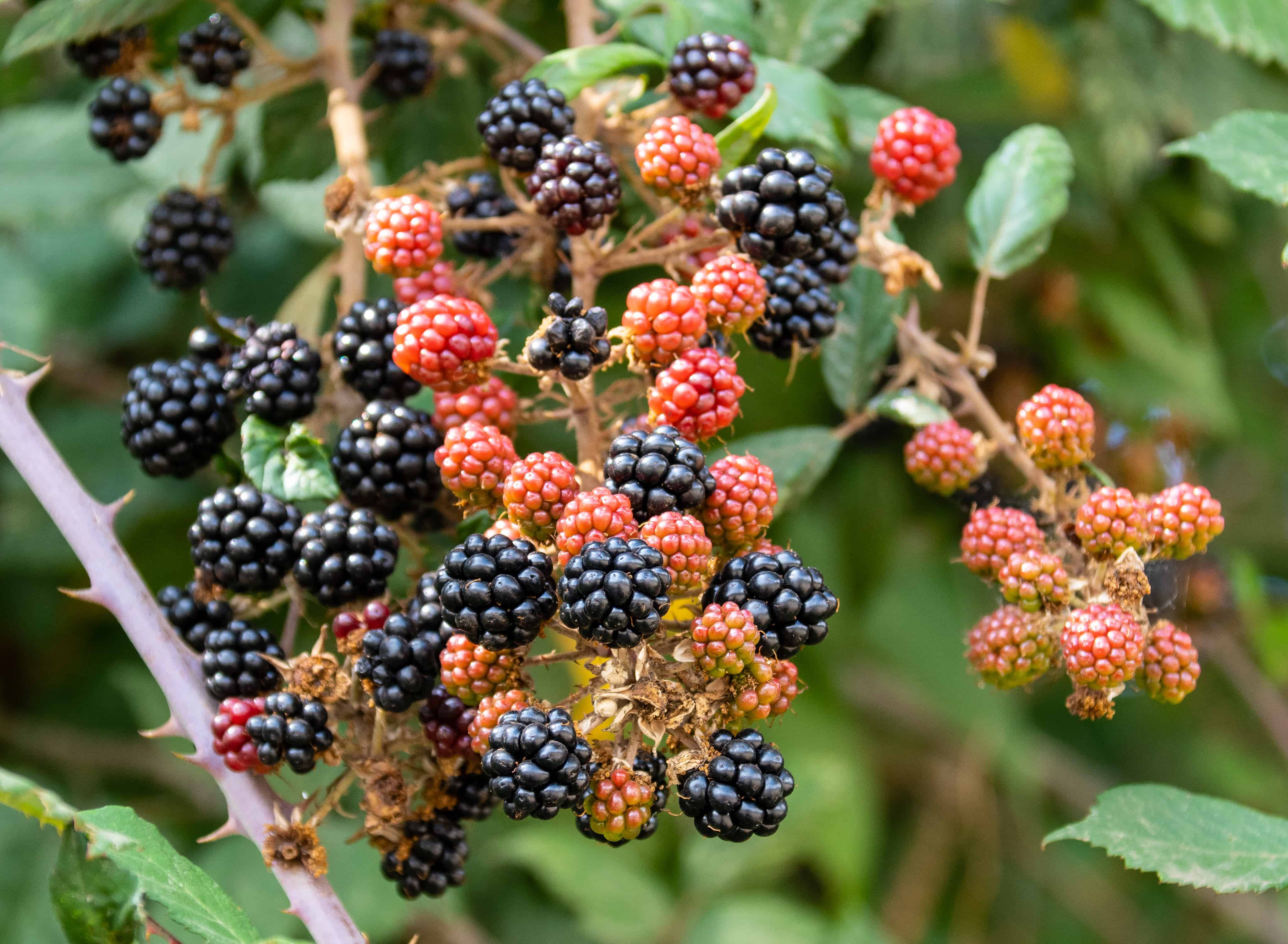 Blackberries for harvest