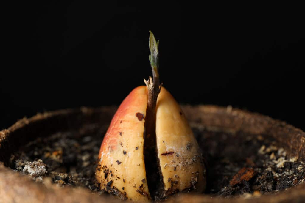 Avocado seed propagation