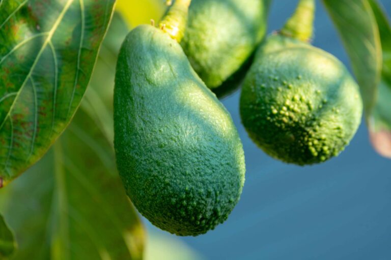 Avocado bigstock Seasonal Harvest Of Green Orga 278081140