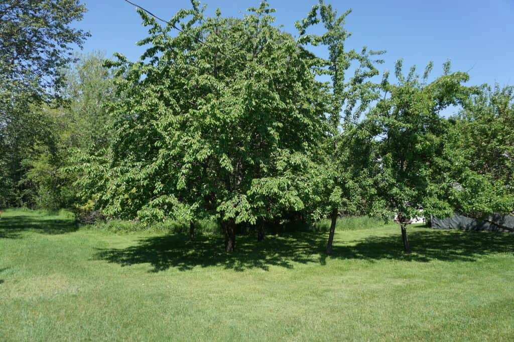 Cherry tree planted  Standard size sweet cherry tree