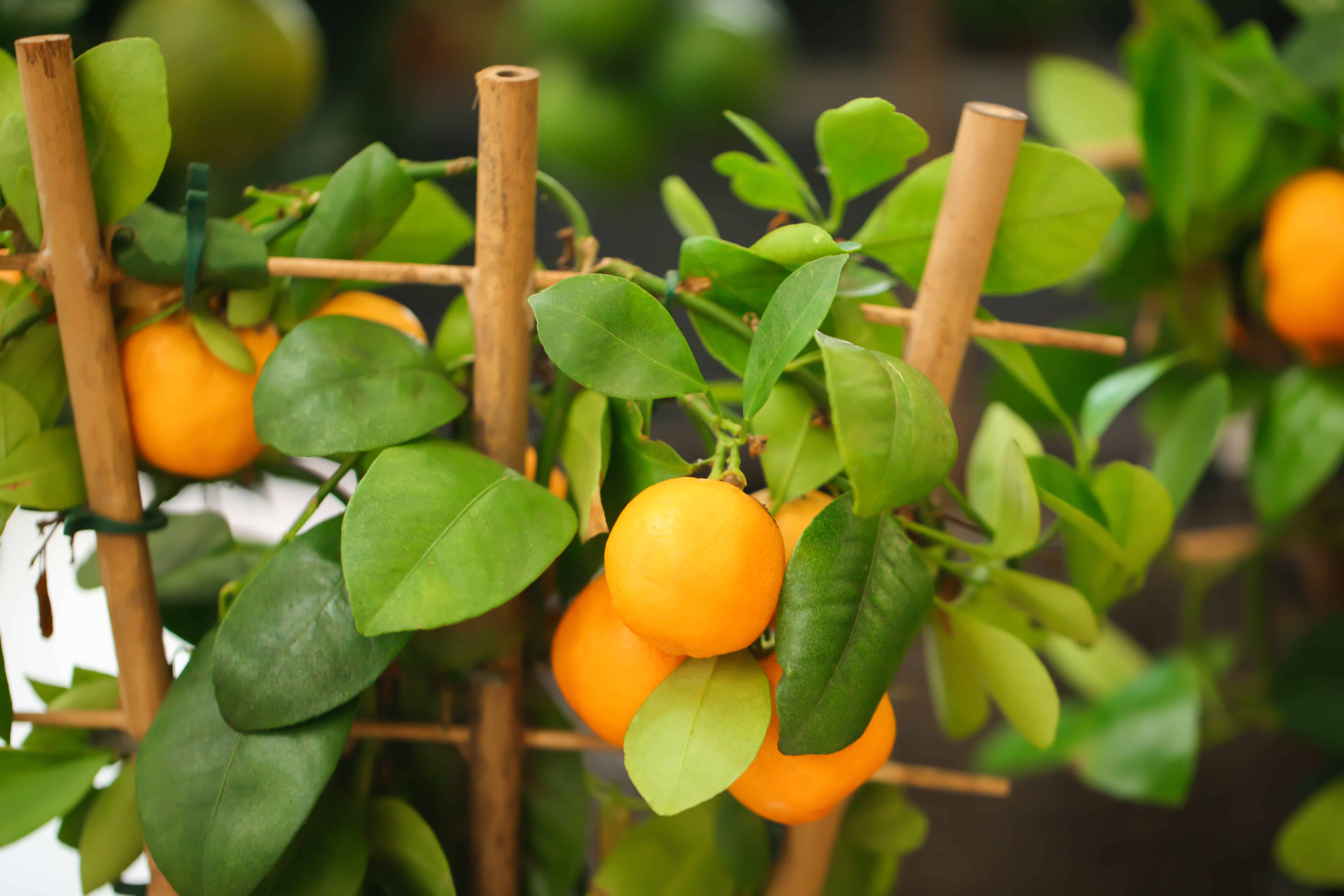 Citrus growing