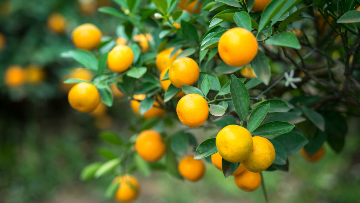 Citrus Tree Pruning Harvest to Table