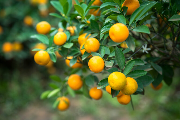 how to grow citrus