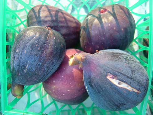 Grow figs harvested figs