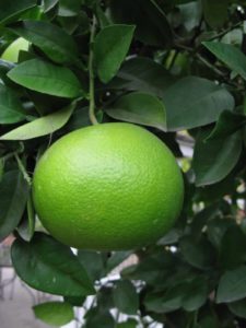 Grapefruit ripening