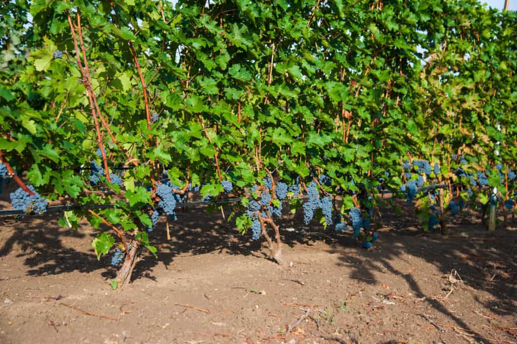 Backyard grapevines trained to vertical wires posts