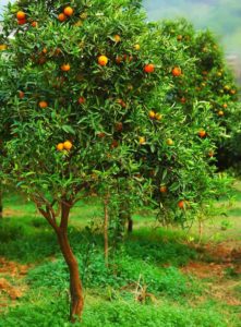 Mandarin orange tree