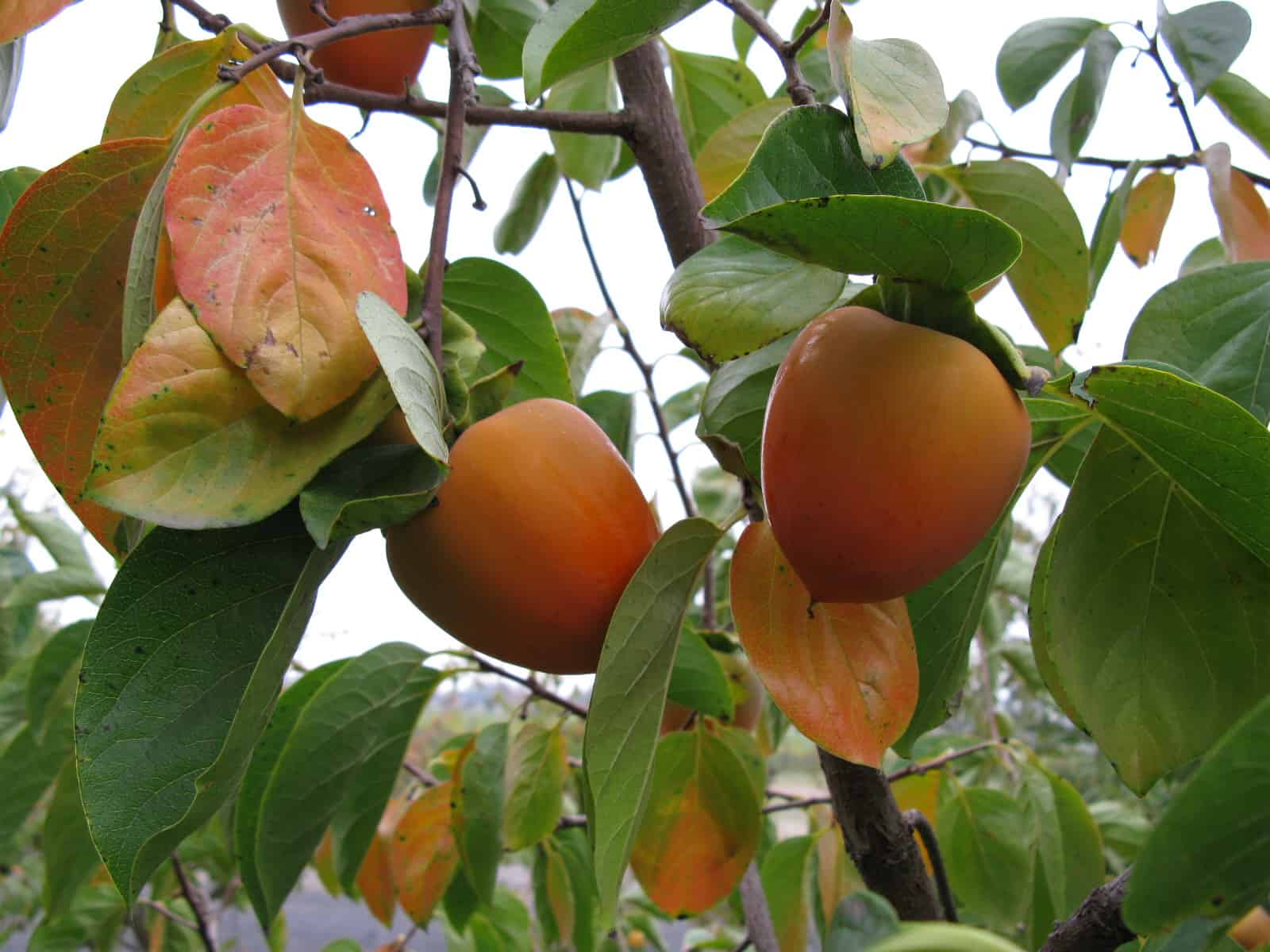 persimmon tree flower